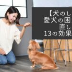 【犬のしつけ】愛犬の困りごとを直した13の効果的方法