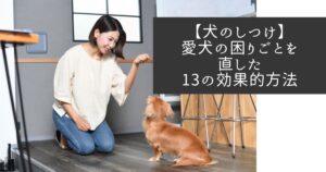 【犬のしつけ】愛犬の困りごとを直した13の効果的方法