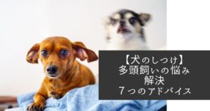 【犬のしつけ】多頭飼いの悩みを解決する７つのアドバイス