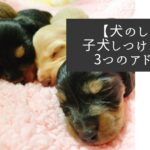 【犬のしつけ】子犬をしつけるときの悩み3つのアドバイス