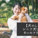 【犬のしつけ】シニア犬をしつけるときの4つのアドバイス