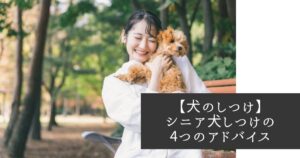 【犬のしつけ】シニア犬をしつけるときの4つのアドバイス