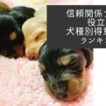【わんこ飼い主必見】信頼関係アップに役立つ犬種別得意なことランキング