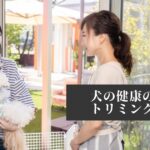 【わんこ飼い主必見】犬の健康のためのトリミングの知識