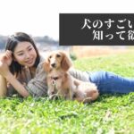 【わんこ飼い主必見】犬のすごい能力を知って欲しい