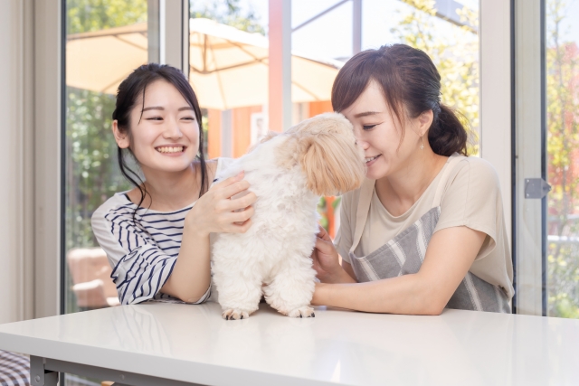 【犬が健康のために食べるべき8つの果物】健康効果とおすすめの理由