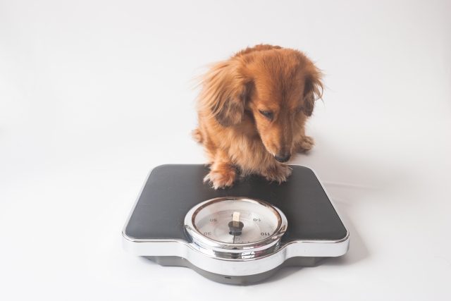 【プロが教える犬のダイエット】効果的ダイエット方法とおすすめフード