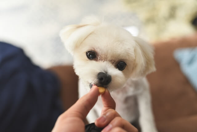 【超簡単】犬が喜ぶ手作りおやつレシピ5選