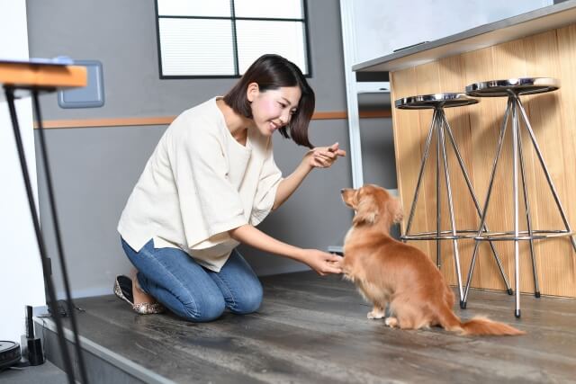 【保存版】犬のトイレトレーニング -初心者でも成功できる方法-